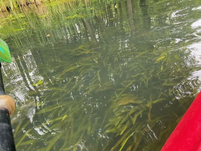 Some weeds/plants seen under the water of a canal in Lübbeneau, Germany